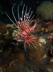 Lion Fish by Adrian Newell 